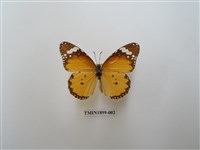 藏品(金斑蝶)的圖片